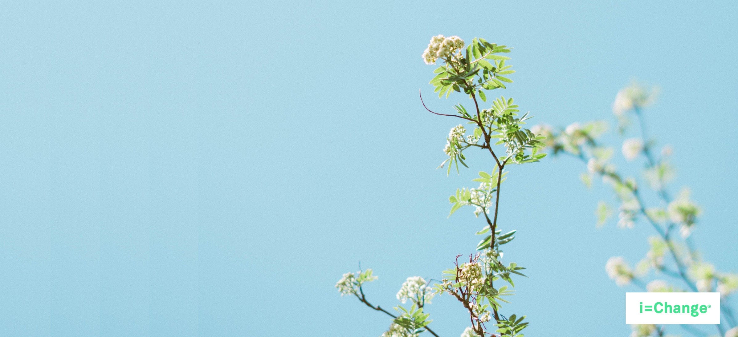 Blue sky with delicate flowers.