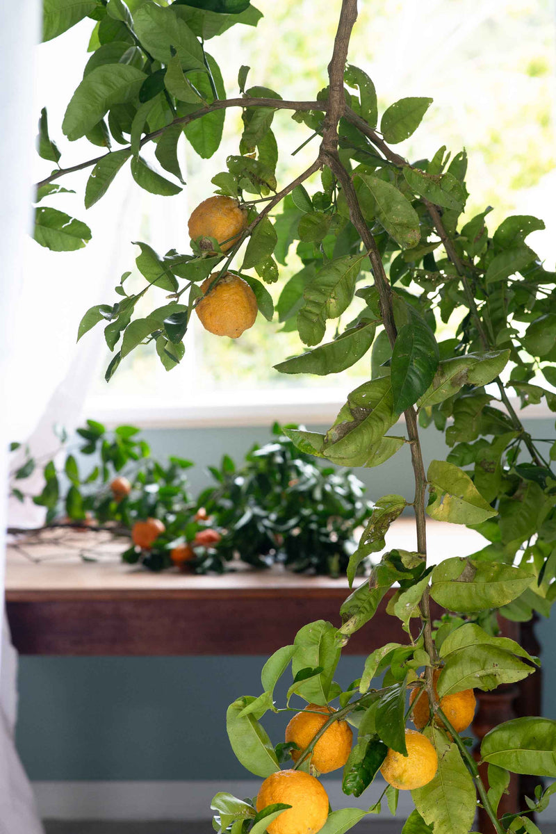 Citrus tree with oranges