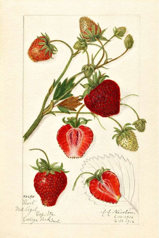 Fragaria Pearl 1916 botanical illustration of strawberries
