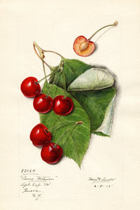 Watercolor painting of Reine Hortense cherries on the branch