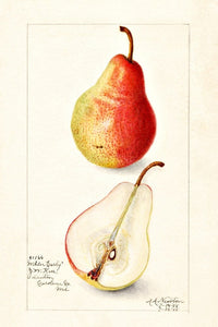 Wilder Early pear illustration, 1908