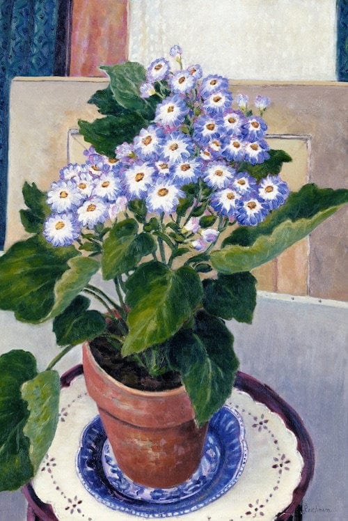 Cineraria flower in pot, watercolor painting