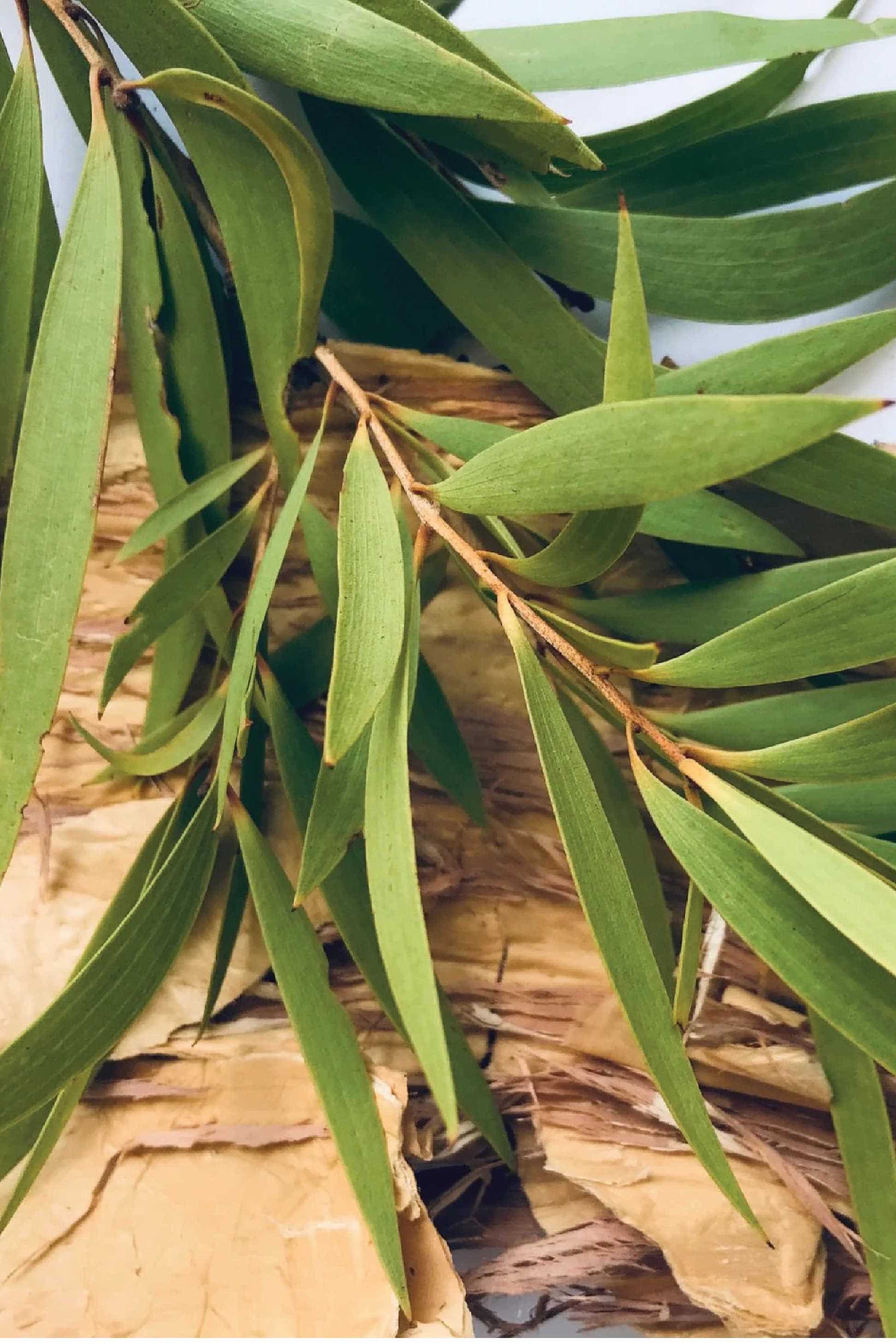 Nambarra Skin Recovery Balm
