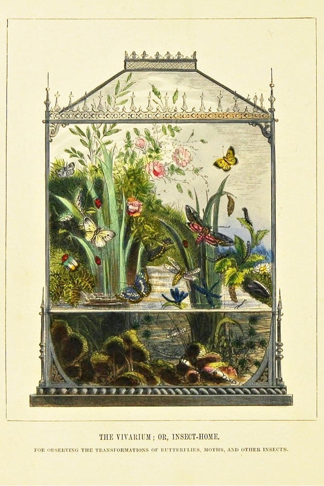 Butterfly vivarium with colorful butterflies and plants