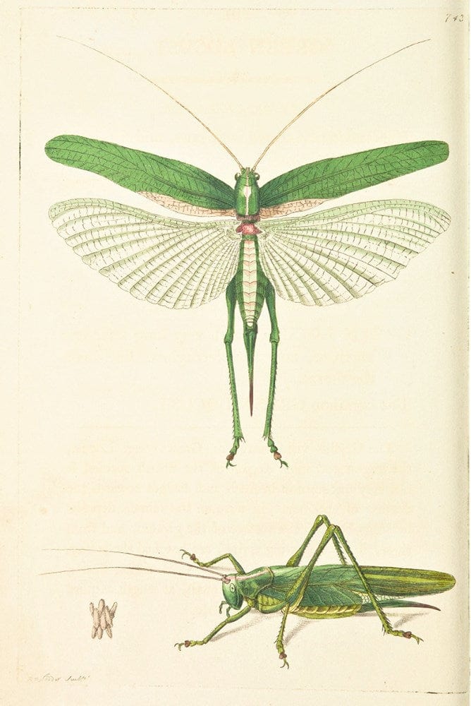 Two detailed green grasshopper illustrations