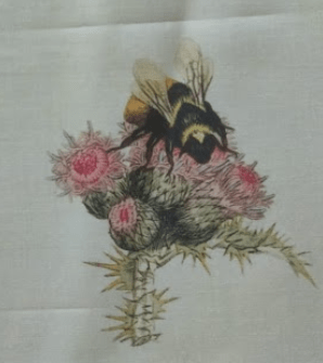 Naturalist image of bee on thistle