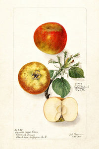 1908 watercolor of Banana apple (Malus domestica) with floral details