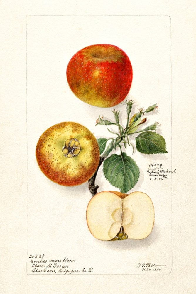 1908 watercolor of Banana apple (Malus domestica) with floral details