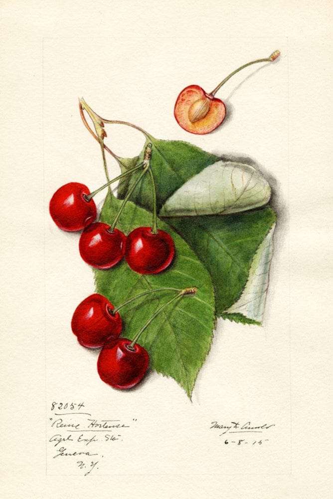 Watercolor painting of Reine Hortense cherries on the branch