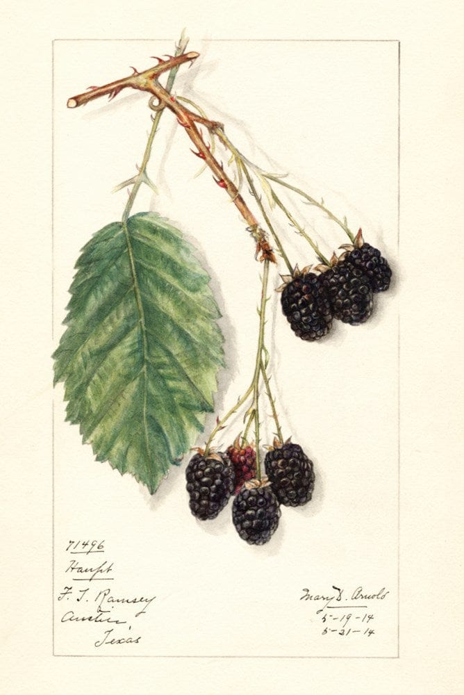 Rubus (blackberry) watercolor illustration, 1914 scented sachet.